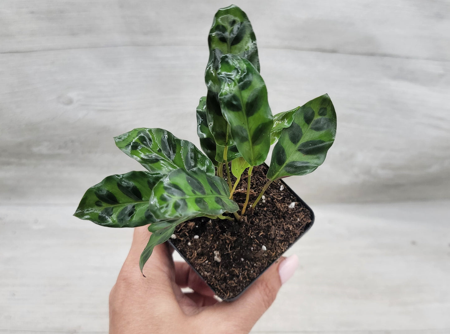 Calathea lancifolia ,Rattlesnake Plant, Prayer Plant,Calathea   Live Rare Exotic Tropical Indoor House Plants Easy to Grow Housewarming Gift Decoration Gift for Home or Office By wishlistplant