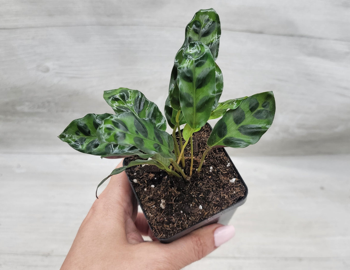 Calathea lancifolia ,Rattlesnake Plant, Prayer Plant,Calathea   Live Rare Exotic Tropical Indoor House Plants Easy to Grow Housewarming Gift Decoration Gift for Home or Office By wishlistplant