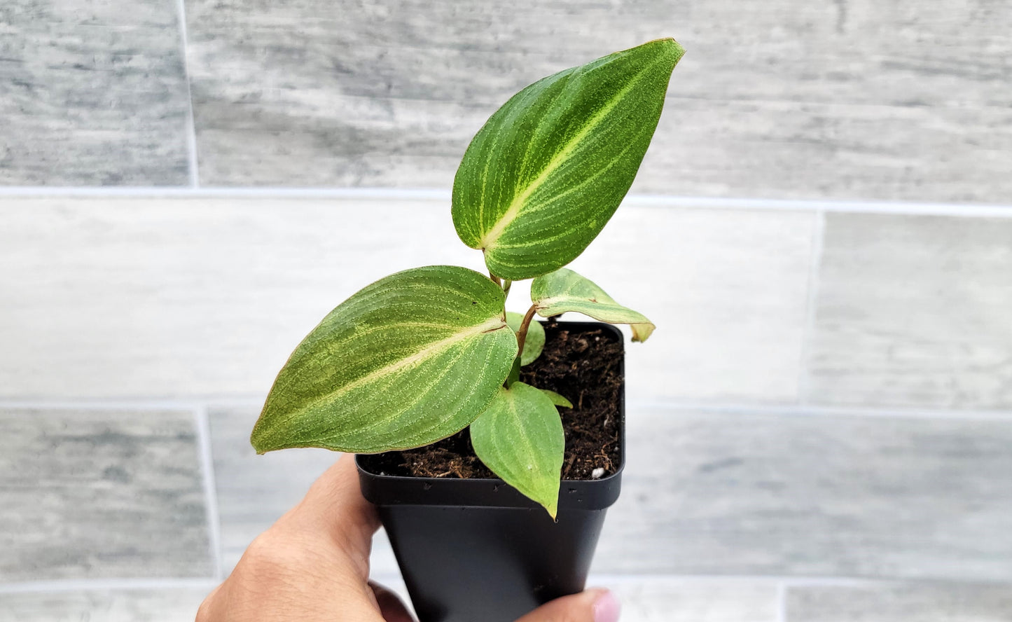 Philodendron Gloriosum Live Rare House Plants (All Plants are Fully Rooted Plants!)