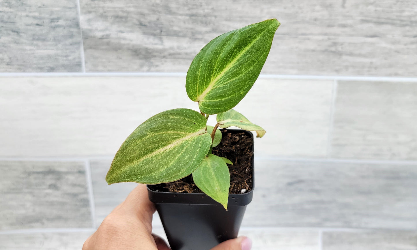 Philodendron Gloriosum Live Rare House Plants (All Plants are Fully Rooted Plants!)