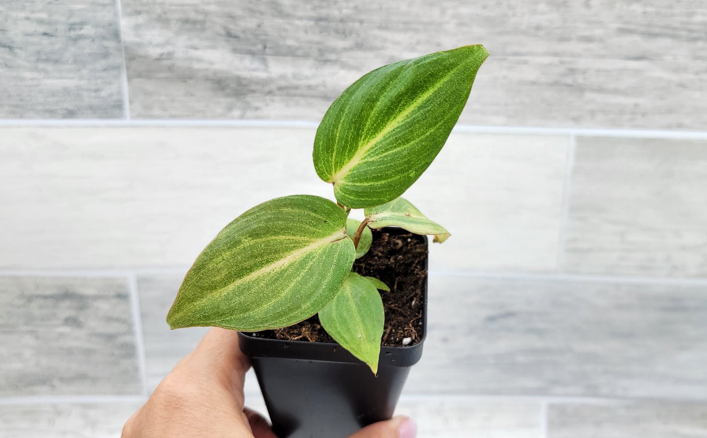 Philodendron Gloriosum Live Rare House Plants (All Plants are Fully Rooted Plants!)