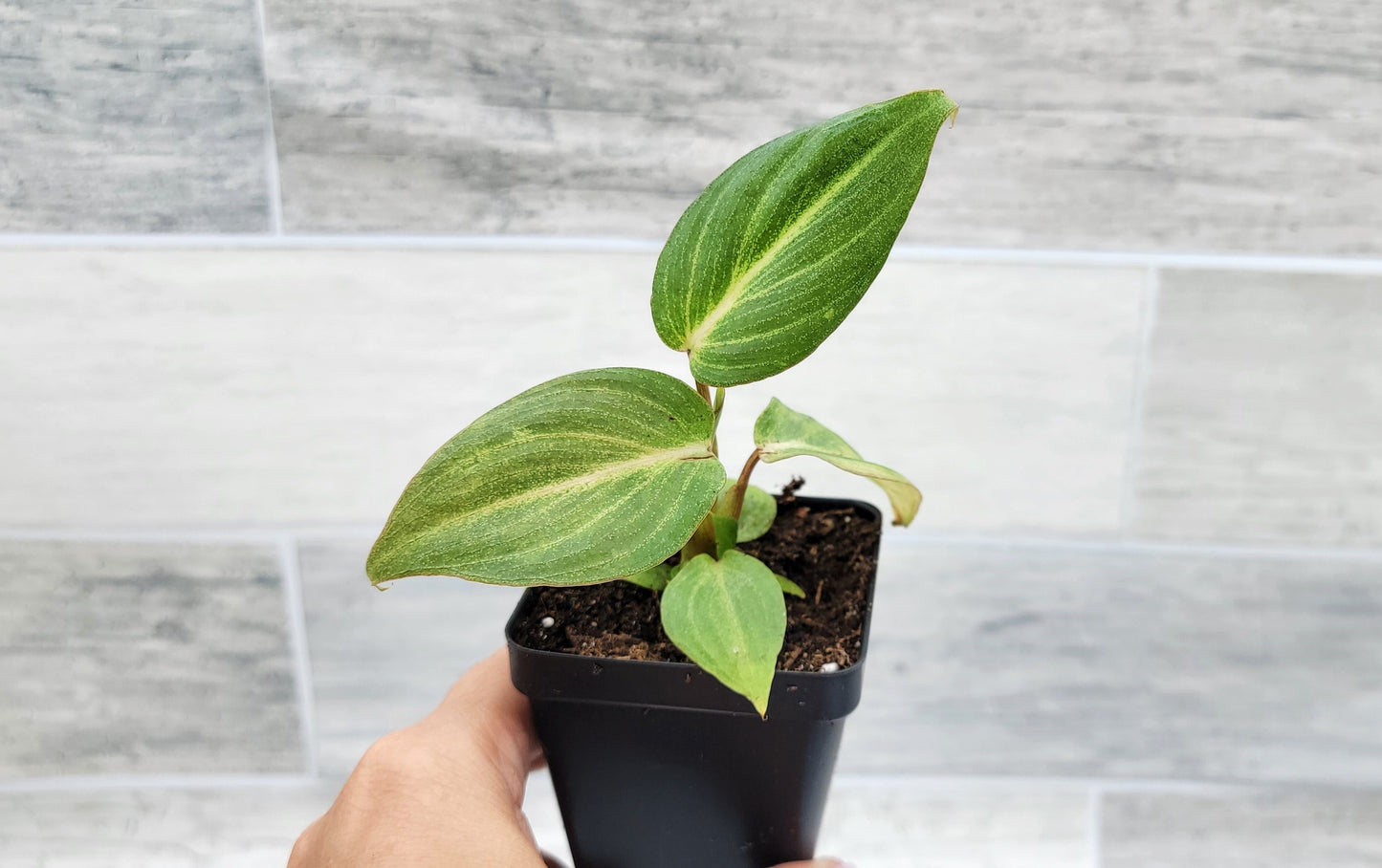 Philodendron Gloriosum Live Rare House Plants (All Plants are Fully Rooted Plants!)