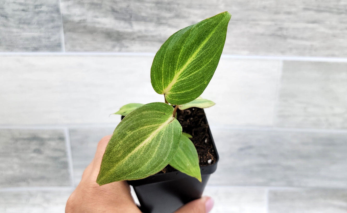 Philodendron Gloriosum Live Rare House Plants (All Plants are Fully Rooted Plants!)