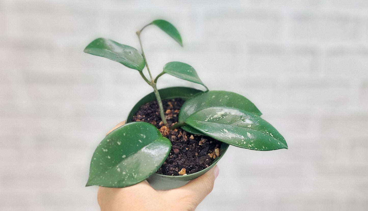 Hoya Acuta in 4 inch Nursery Plant Pot Live Rare Exotic Tropical Indoor House Plants Easy to Grow Housewarming Gift Decoration Gift for Home or Office