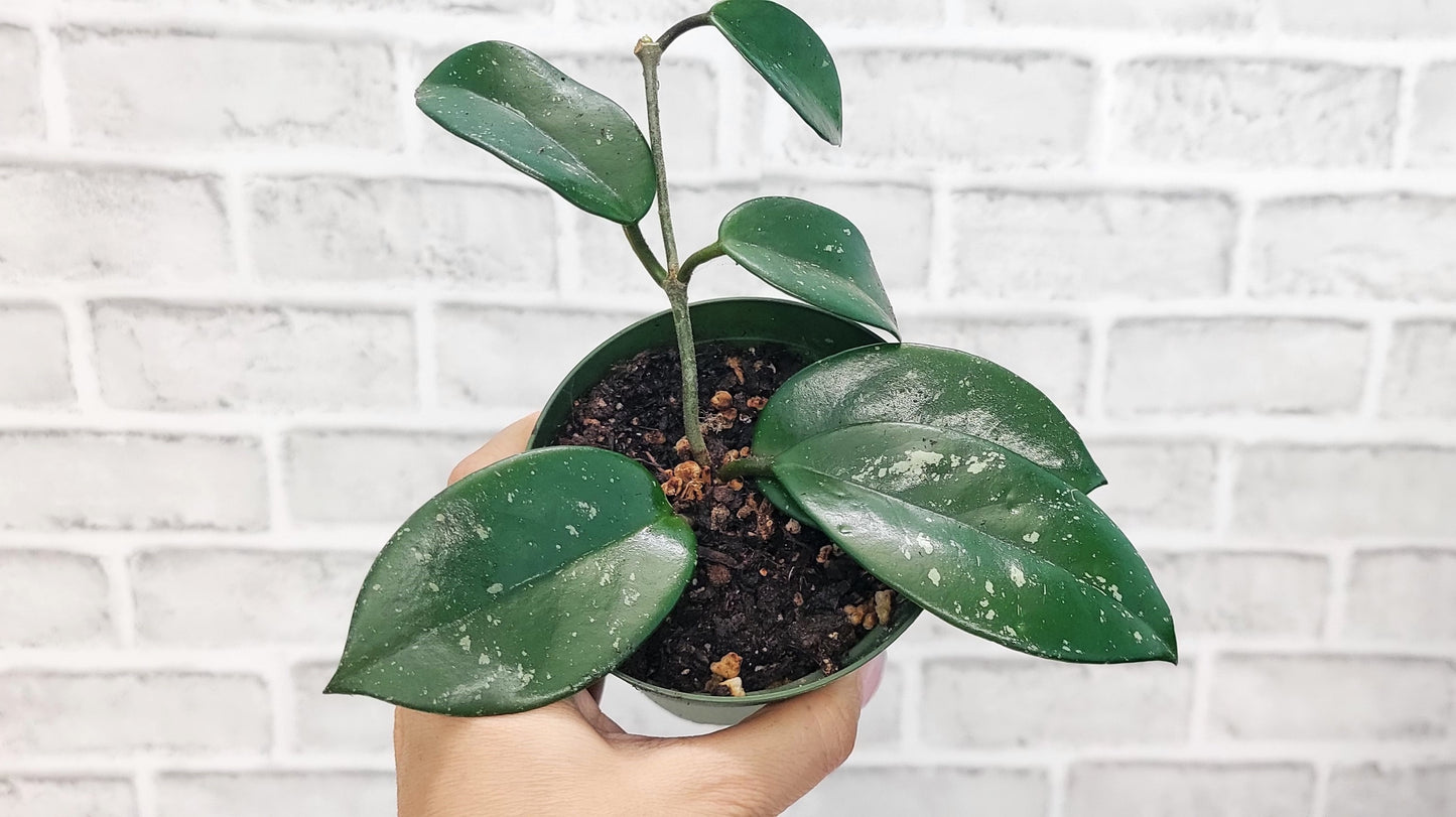 Hoya Acuta in 4 inch Nursery Plant Pot Live Rare Exotic Tropical Indoor House Plants Easy to Grow Housewarming Gift Decoration Gift for Home or Office