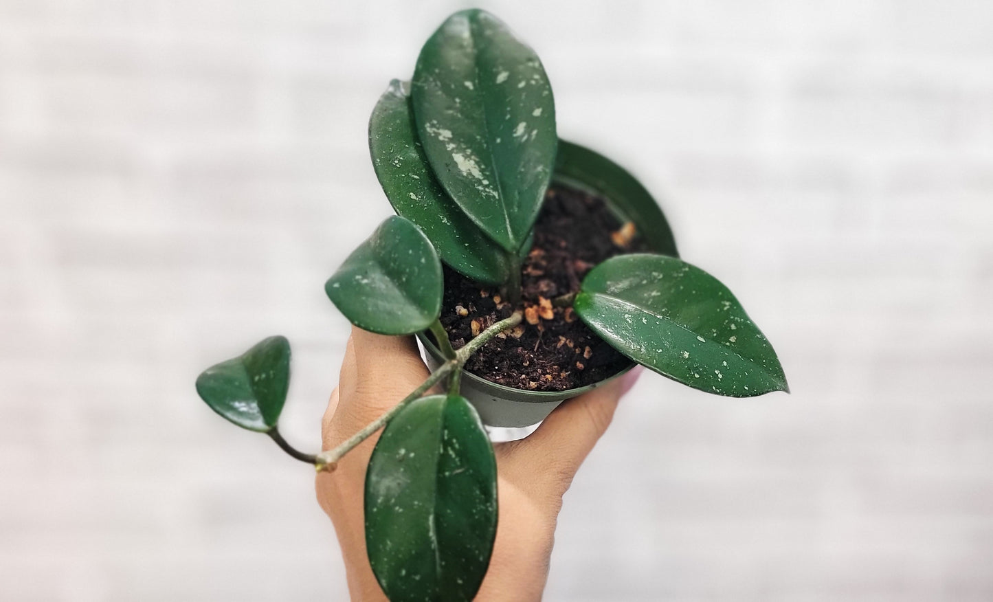 Hoya Acuta in 4 inch Nursery Plant Pot Live Rare Exotic Tropical Indoor House Plants Easy to Grow Housewarming Gift Decoration Gift for Home or Office