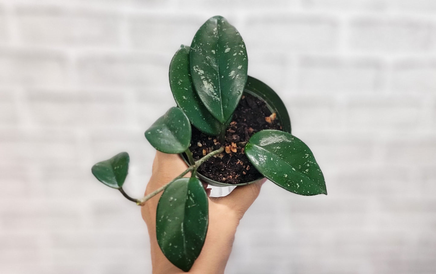 Hoya Acuta in 4 inch Nursery Plant Pot Live Rare Exotic Tropical Indoor House Plants Easy to Grow Housewarming Gift Decoration Gift for Home or Office