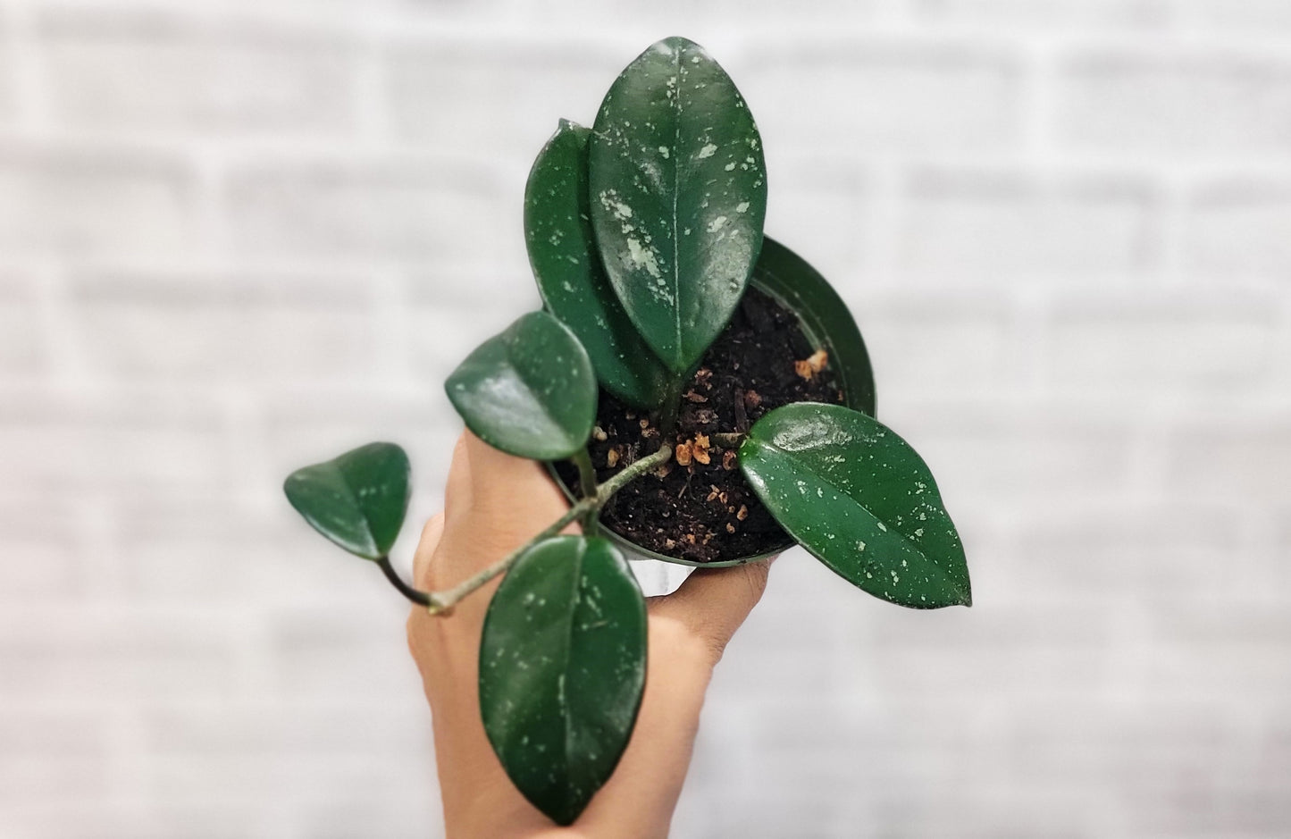 Hoya Acuta in 4 inch Nursery Plant Pot Live Rare Exotic Tropical Indoor House Plants Easy to Grow Housewarming Gift Decoration Gift for Home or Office