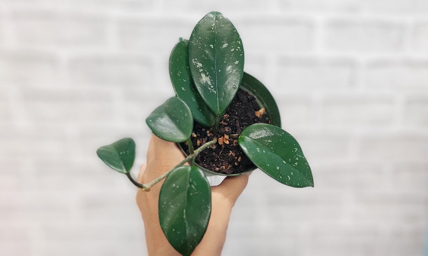 Hoya Acuta in 4 inch Nursery Plant Pot Live Rare Exotic Tropical Indoor House Plants Easy to Grow Housewarming Gift Decoration Gift for Home or Office