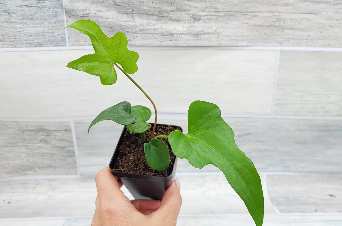 Anthurium podophyllum   Live Rare Exotic Tropical Indoor House Plants Easy to Grow Housewarming Gift Decoration Gift for Home or Office By wishlistplant