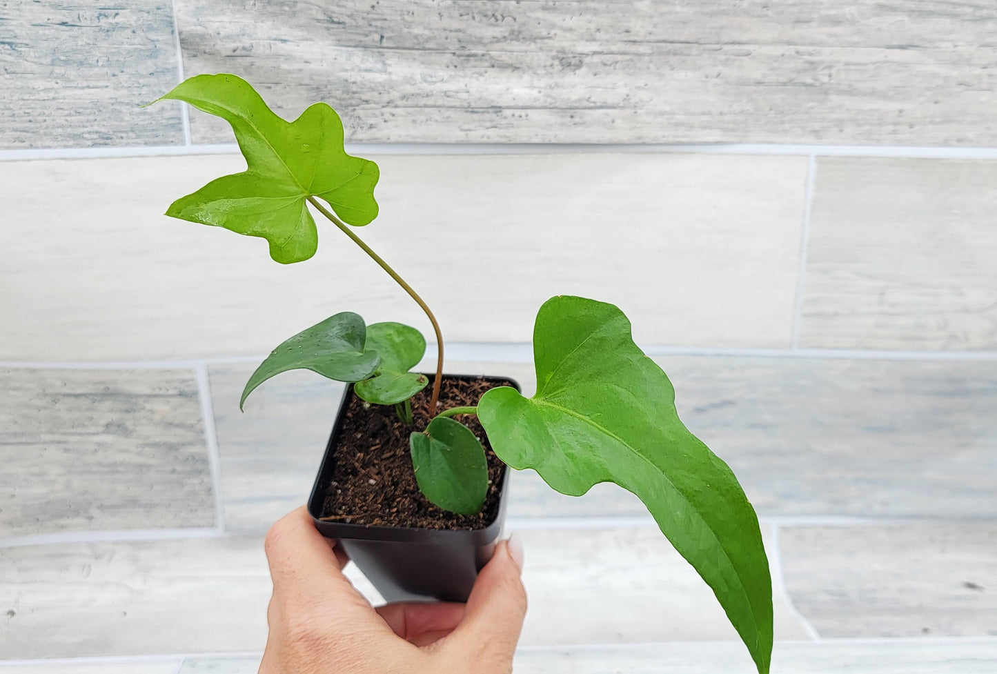 Anthurium podophyllum   Live Rare Exotic Tropical Indoor House Plants Easy to Grow Housewarming Gift Decoration Gift for Home or Office By wishlistplant