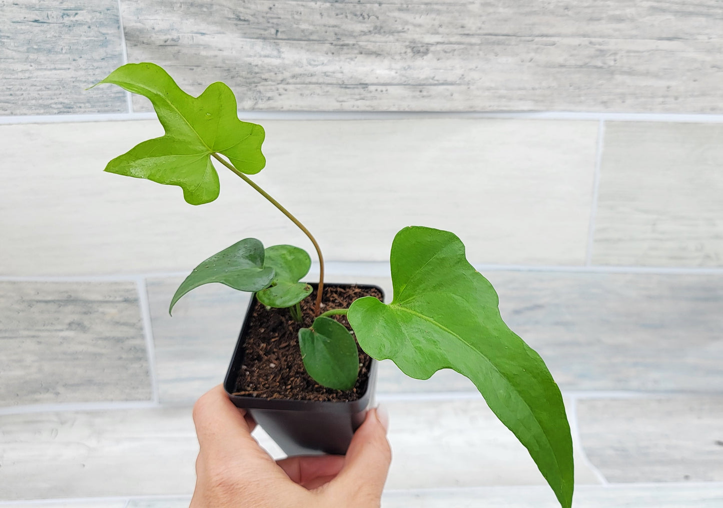 Anthurium podophyllum   Live Rare Exotic Tropical Indoor House Plants Easy to Grow Housewarming Gift Decoration Gift for Home or Office By wishlistplant