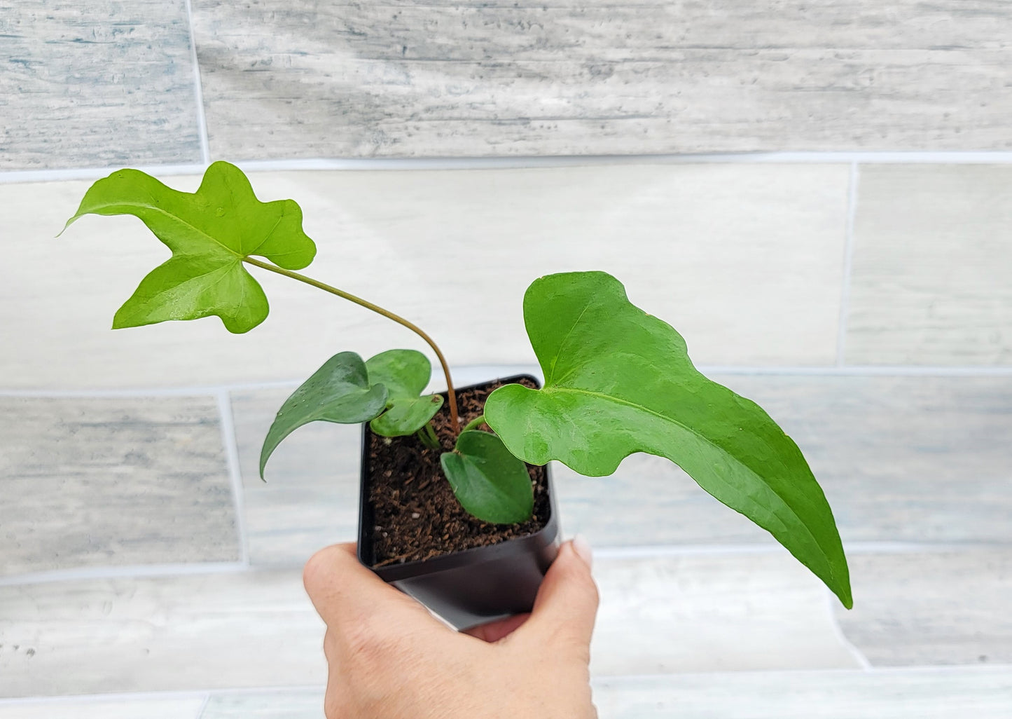 Anthurium podophyllum   Live Rare Exotic Tropical Indoor House Plants Easy to Grow Housewarming Gift Decoration Gift for Home or Office By wishlistplant