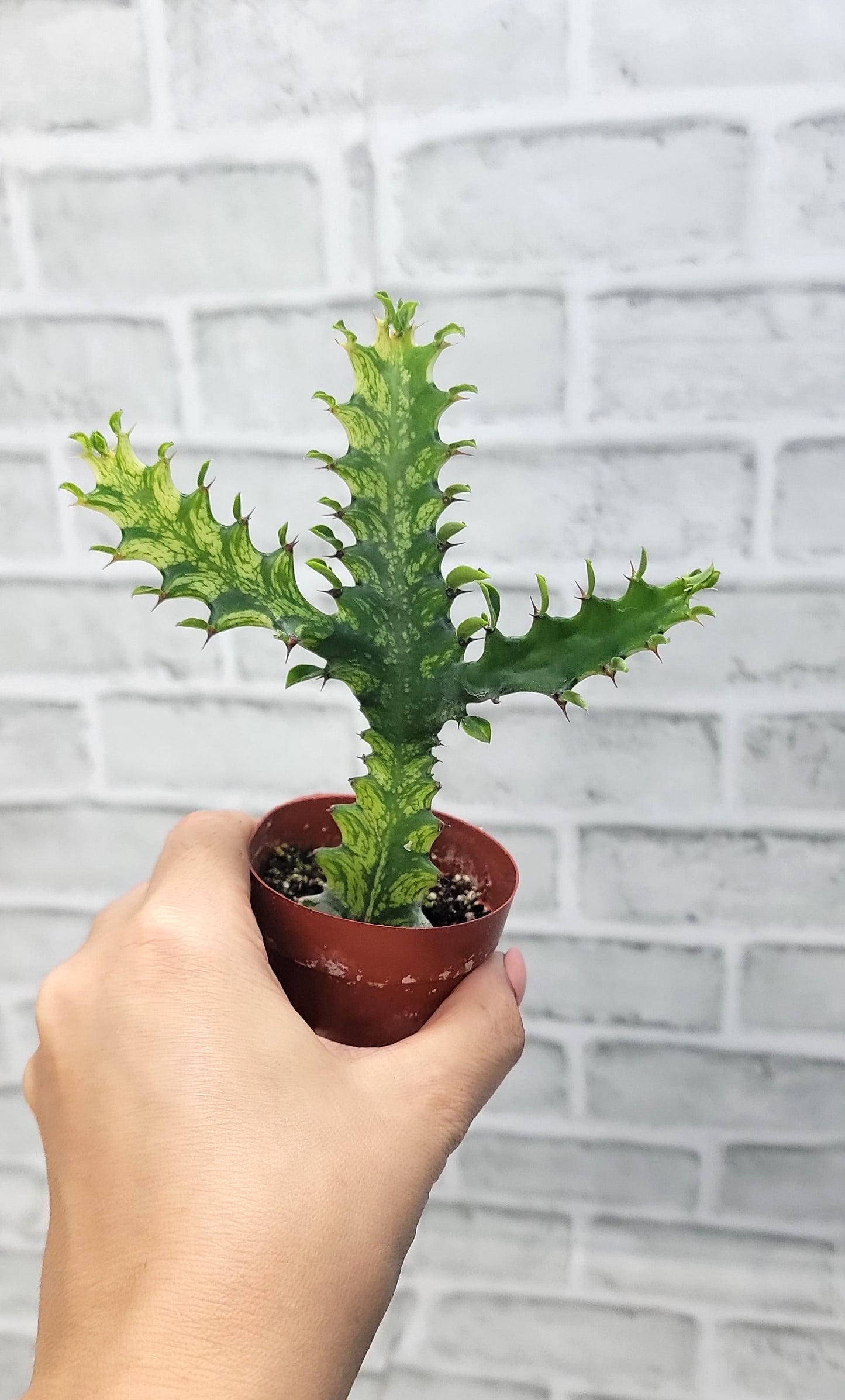 Euphorbia Lactea Yellow Variegated Cristata aka Coral Cactus Live Rare House Plants (All Plants are Fully Rooted Plants!) in 3" Pot by