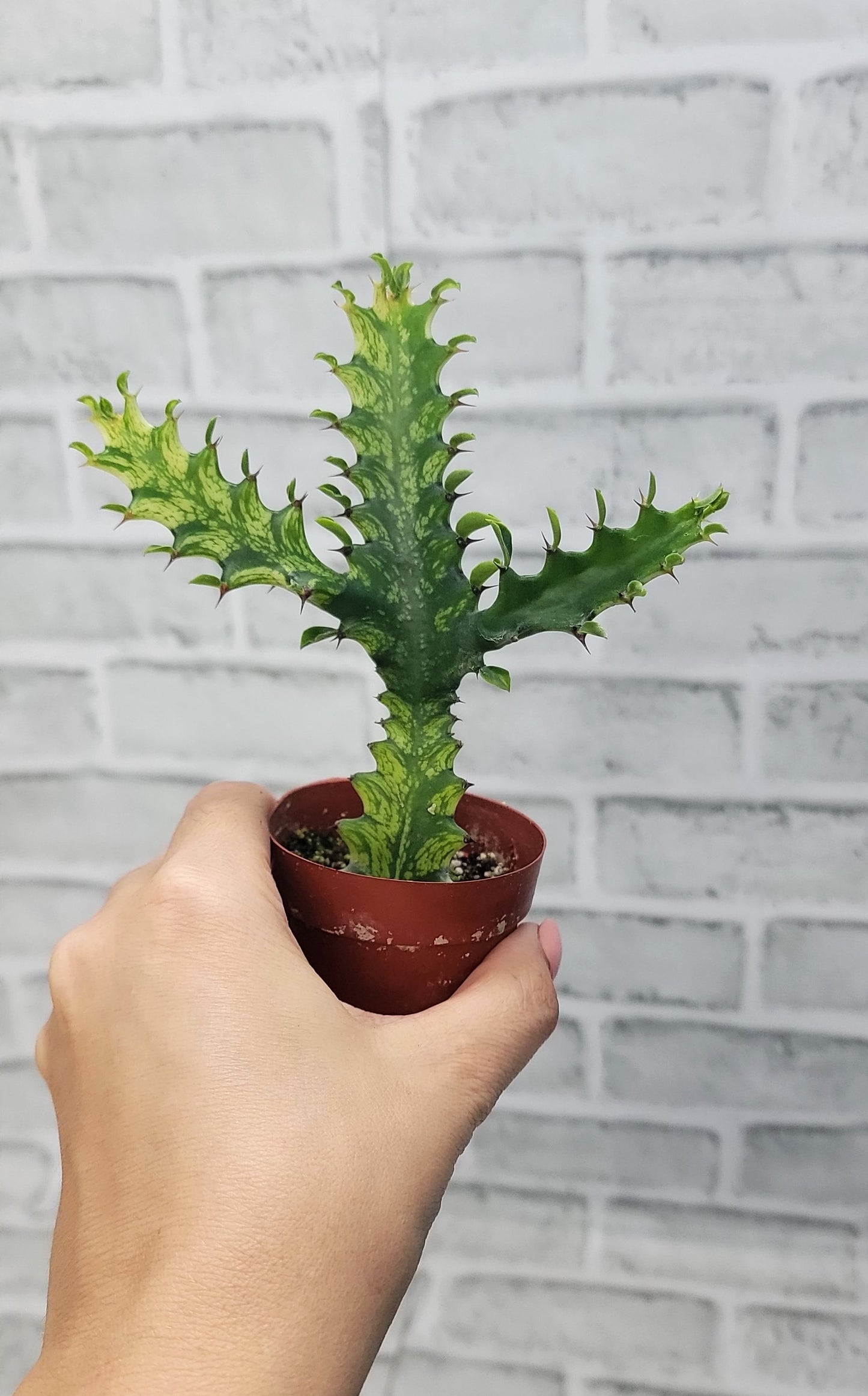 Euphorbia Lactea Yellow Variegated Cristata aka Coral Cactus Live Rare House Plants (All Plants are Fully Rooted Plants!) in 3" Pot by