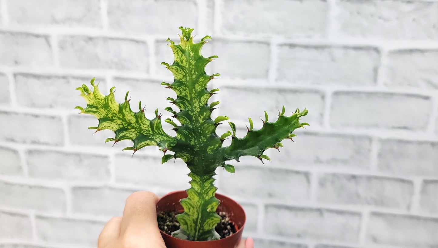 Euphorbia Lactea Yellow Variegated Cristata aka Coral Cactus Live Rare House Plants (All Plants are Fully Rooted Plants!) in 3" Pot by