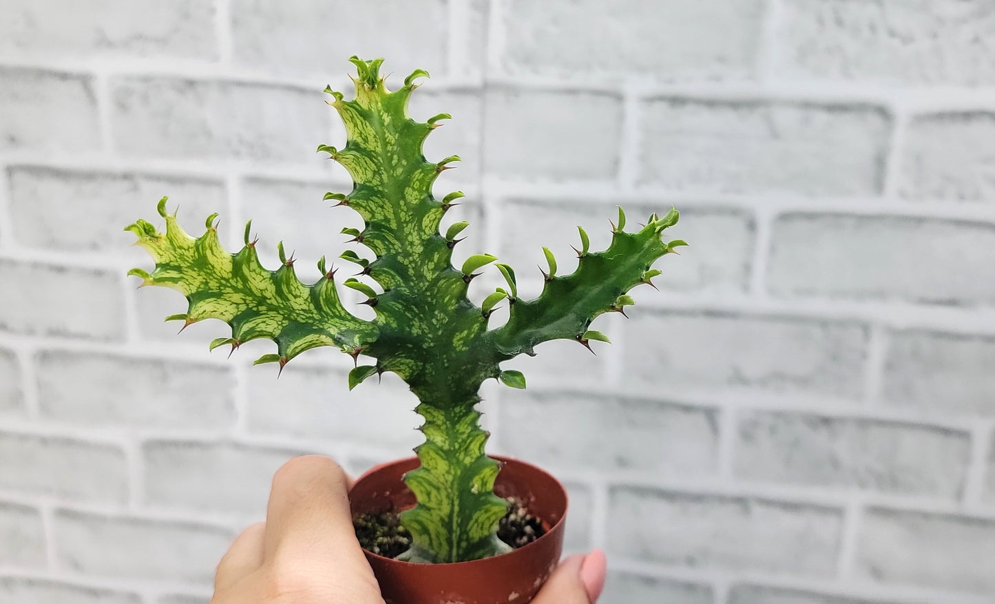 Euphorbia Lactea Yellow Variegated Cristata aka Coral Cactus Live Rare House Plants (All Plants are Fully Rooted Plants!) in 3" Pot by