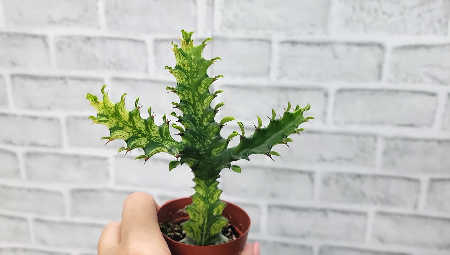 Euphorbia Lactea Yellow Variegated Cristata aka Coral Cactus Live Rare House Plants (All Plants are Fully Rooted Plants!) in 3" Pot by