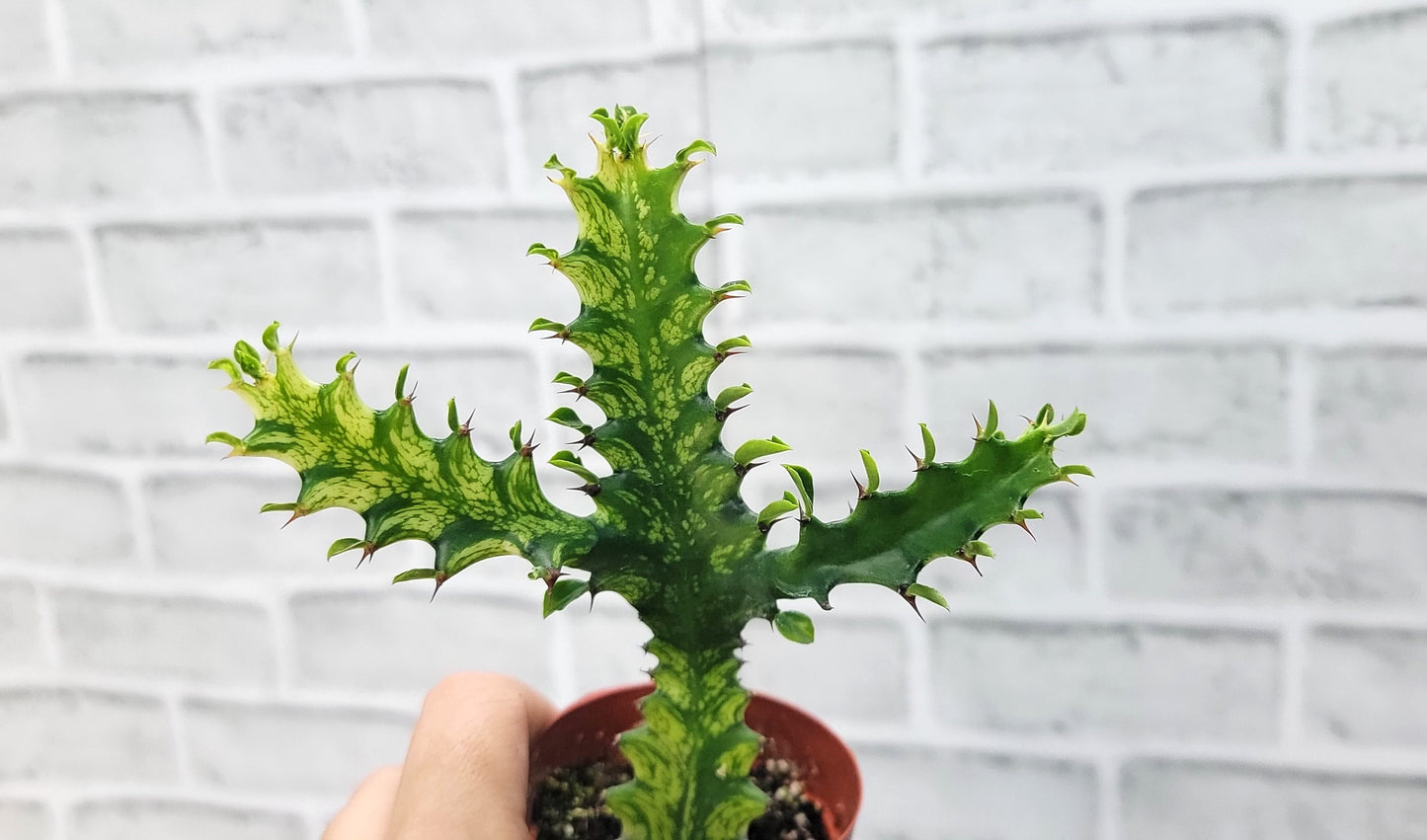 Euphorbia Lactea Yellow Variegated Cristata aka Coral Cactus Live Rare House Plants (All Plants are Fully Rooted Plants!) in 3" Pot by