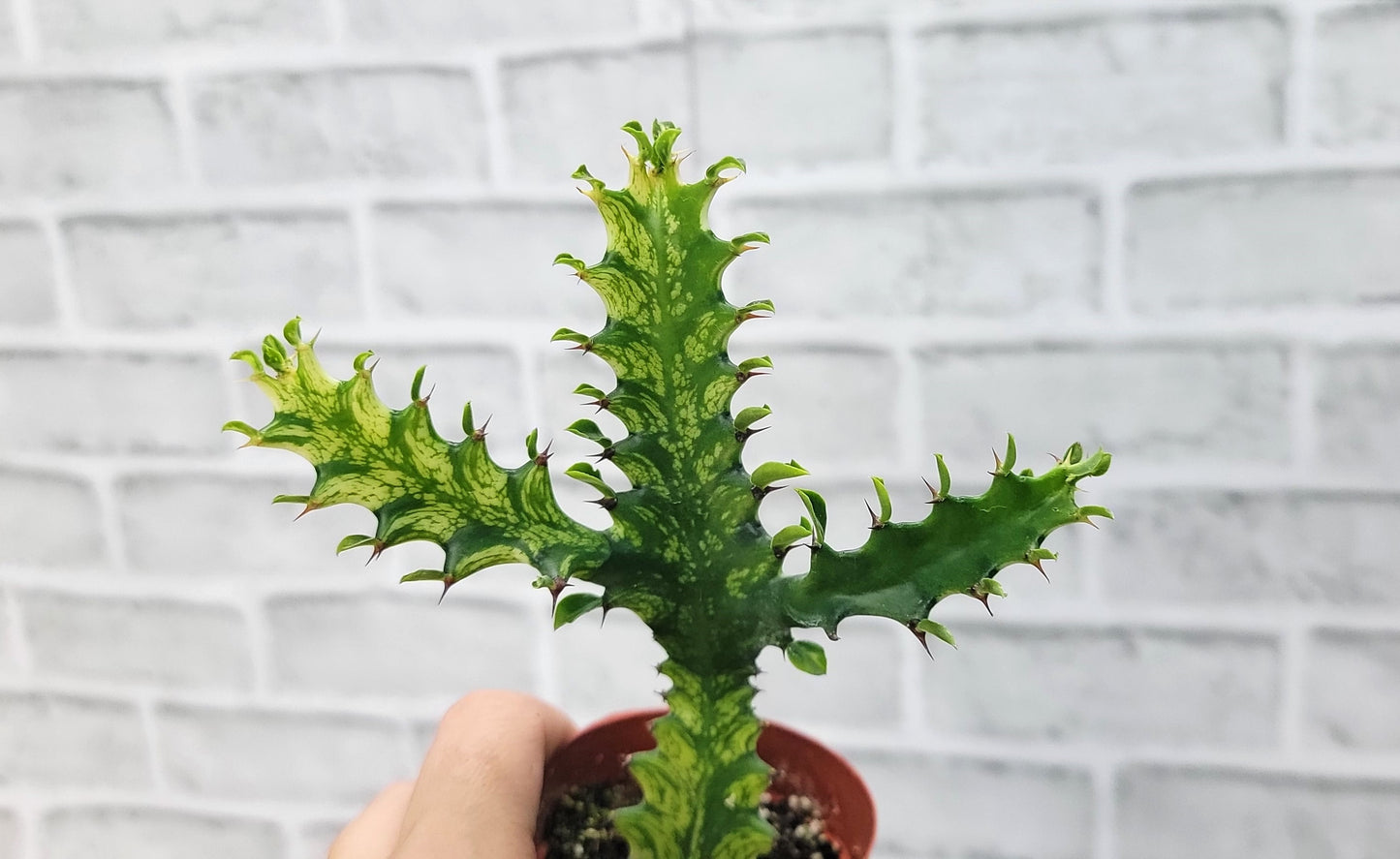 Euphorbia Lactea Yellow Variegated Cristata aka Coral Cactus Live Rare House Plants (All Plants are Fully Rooted Plants!) in 3" Pot by