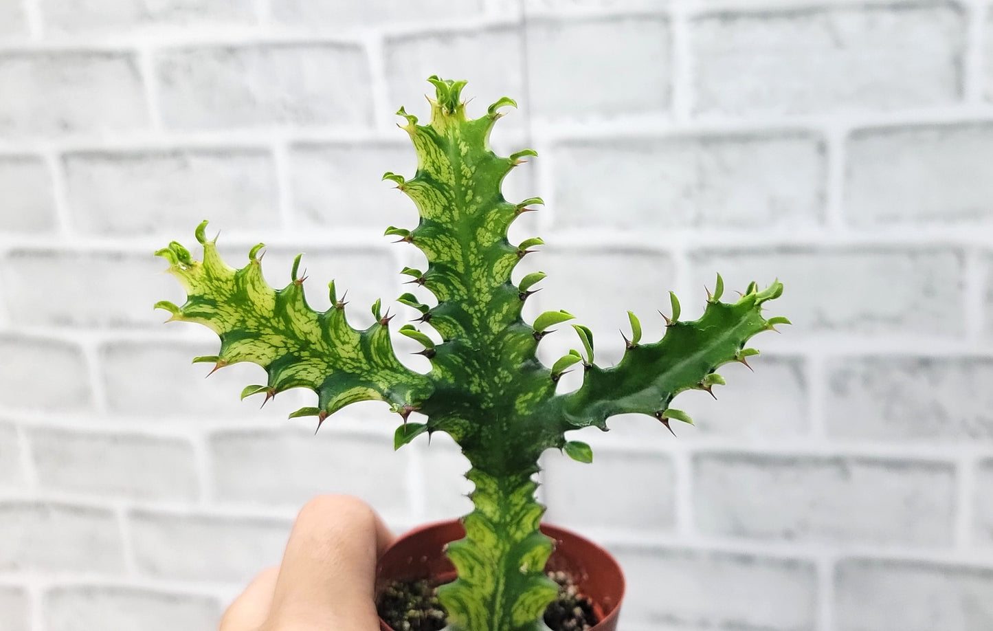 Euphorbia Lactea Yellow Variegated Cristata aka Coral Cactus Live Rare House Plants (All Plants are Fully Rooted Plants!) in 3" Pot by