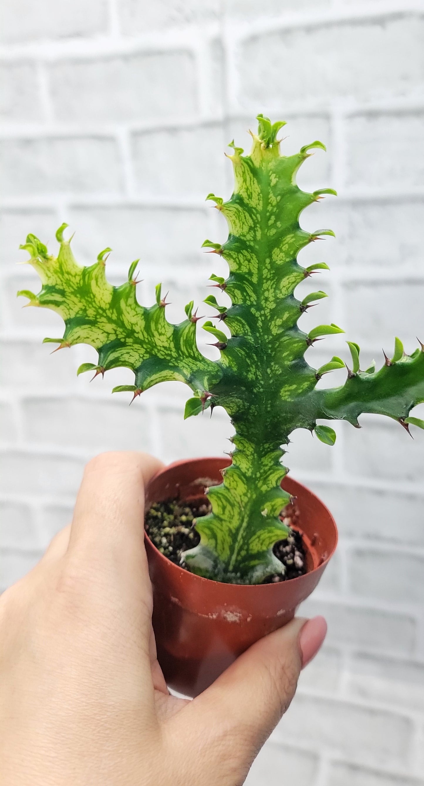 Euphorbia Lactea Yellow Variegated Cristata aka Coral Cactus Live Rare House Plants (All Plants are Fully Rooted Plants!) in 3" Pot by