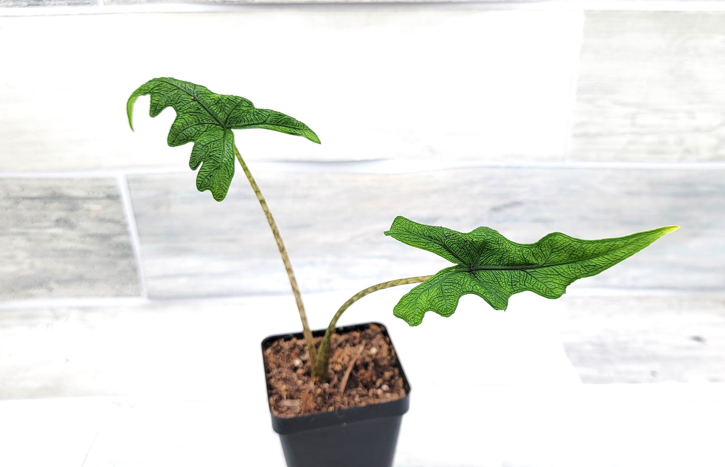 Alocasia Jacklyn    Live Rare Exotic Tropical Indoor House Plants Easy to Grow Housewarming Gift Decoration Gift for Home or Office By wishlistplant