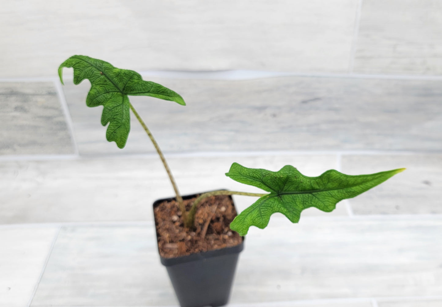 Alocasia Jacklyn    Live Rare Exotic Tropical Indoor House Plants Easy to Grow Housewarming Gift Decoration Gift for Home or Office By wishlistplant