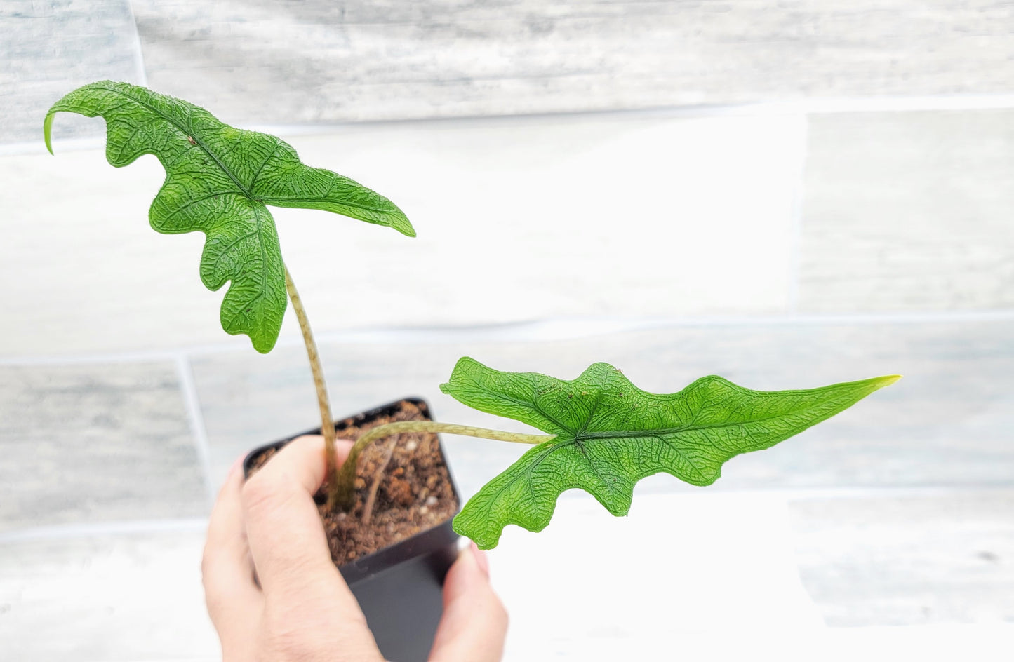 Alocasia Jacklyn    Live Rare Exotic Tropical Indoor House Plants Easy to Grow Housewarming Gift Decoration Gift for Home or Office By wishlistplant