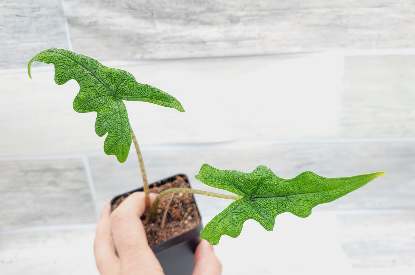 Alocasia Jacklyn    Live Rare Exotic Tropical Indoor House Plants Easy to Grow Housewarming Gift Decoration Gift for Home or Office By wishlistplant