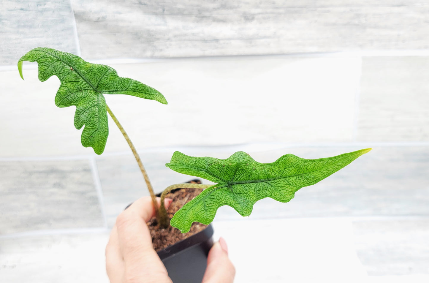 Alocasia Jacklyn    Live Rare Exotic Tropical Indoor House Plants Easy to Grow Housewarming Gift Decoration Gift for Home or Office By wishlistplant