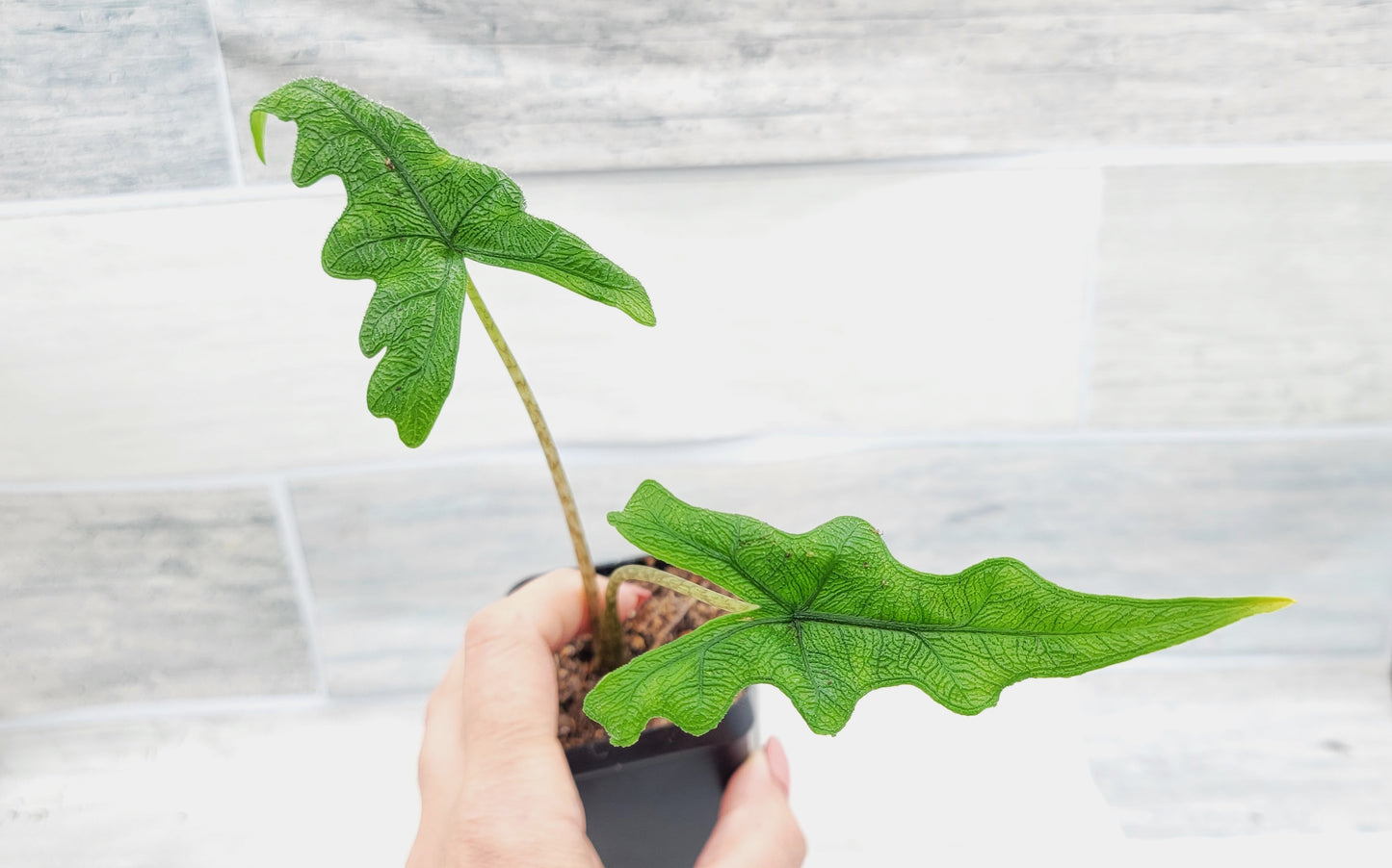 Alocasia Jacklyn    Live Rare Exotic Tropical Indoor House Plants Easy to Grow Housewarming Gift Decoration Gift for Home or Office By wishlistplant