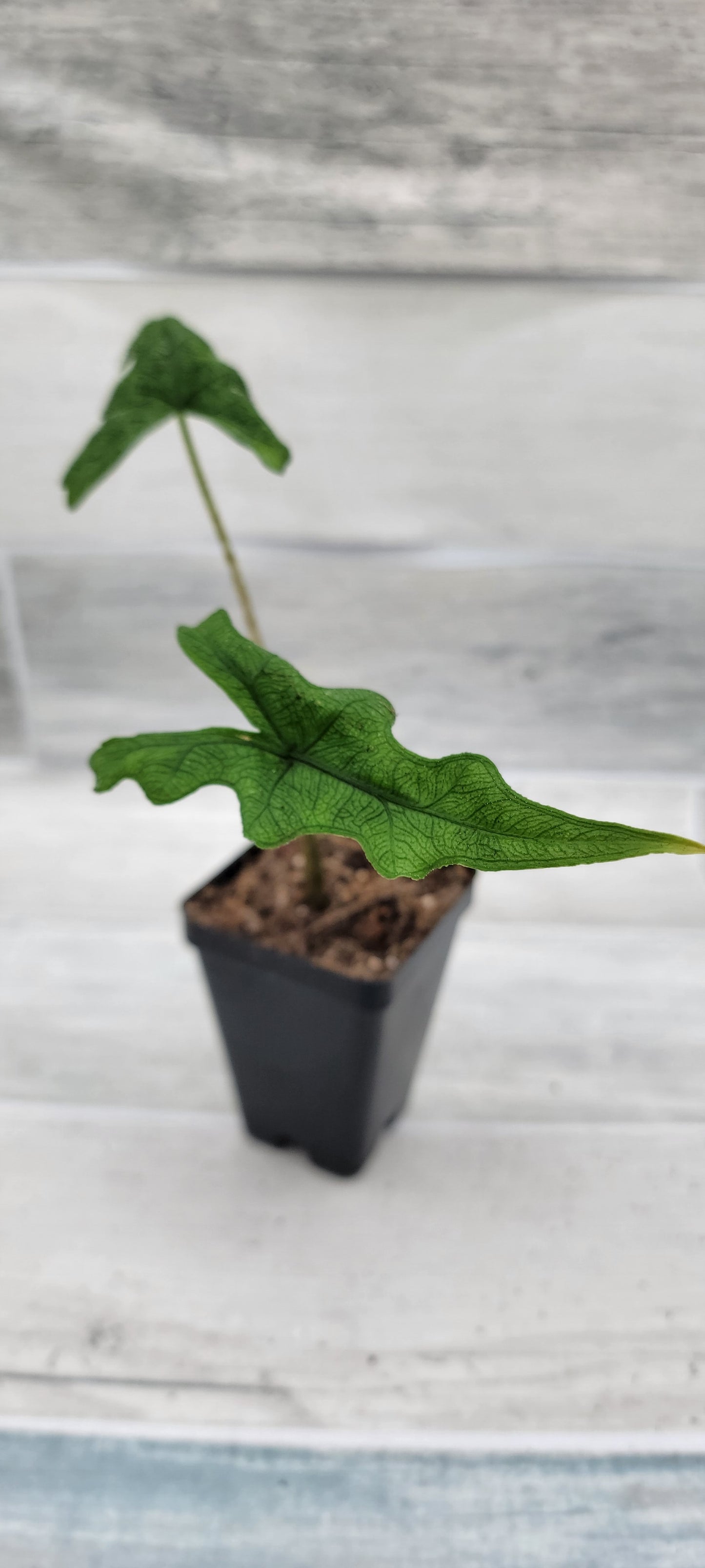 Alocasia Jacklyn    Live Rare Exotic Tropical Indoor House Plants Easy to Grow Housewarming Gift Decoration Gift for Home or Office By wishlistplant