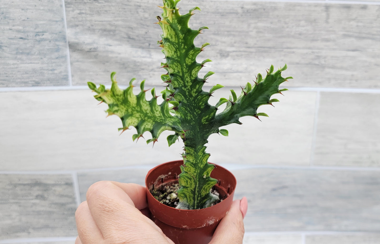 Euphorbia Lactea Yellow Variegated Cristata aka Coral Cactus Live Rare House Plants (All Plants are Fully Rooted Plants!) in 3" Pot by