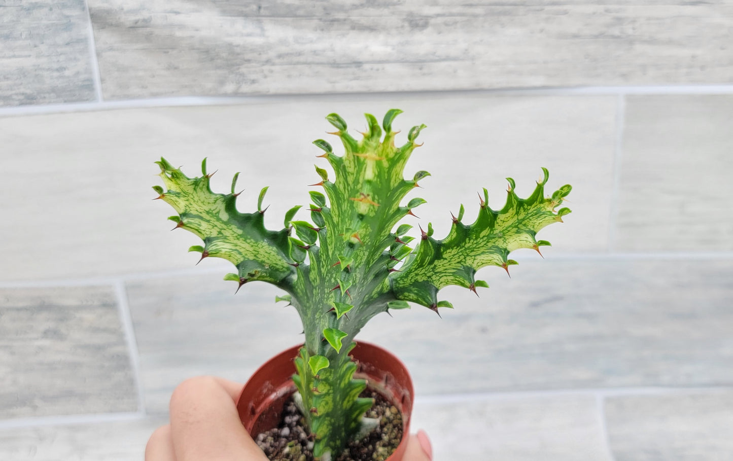 Euphorbia Lactea Yellow Variegated Cristata aka Coral Cactus Live Rare House Plants (All Plants are Fully Rooted Plants!) in 3" Pot by