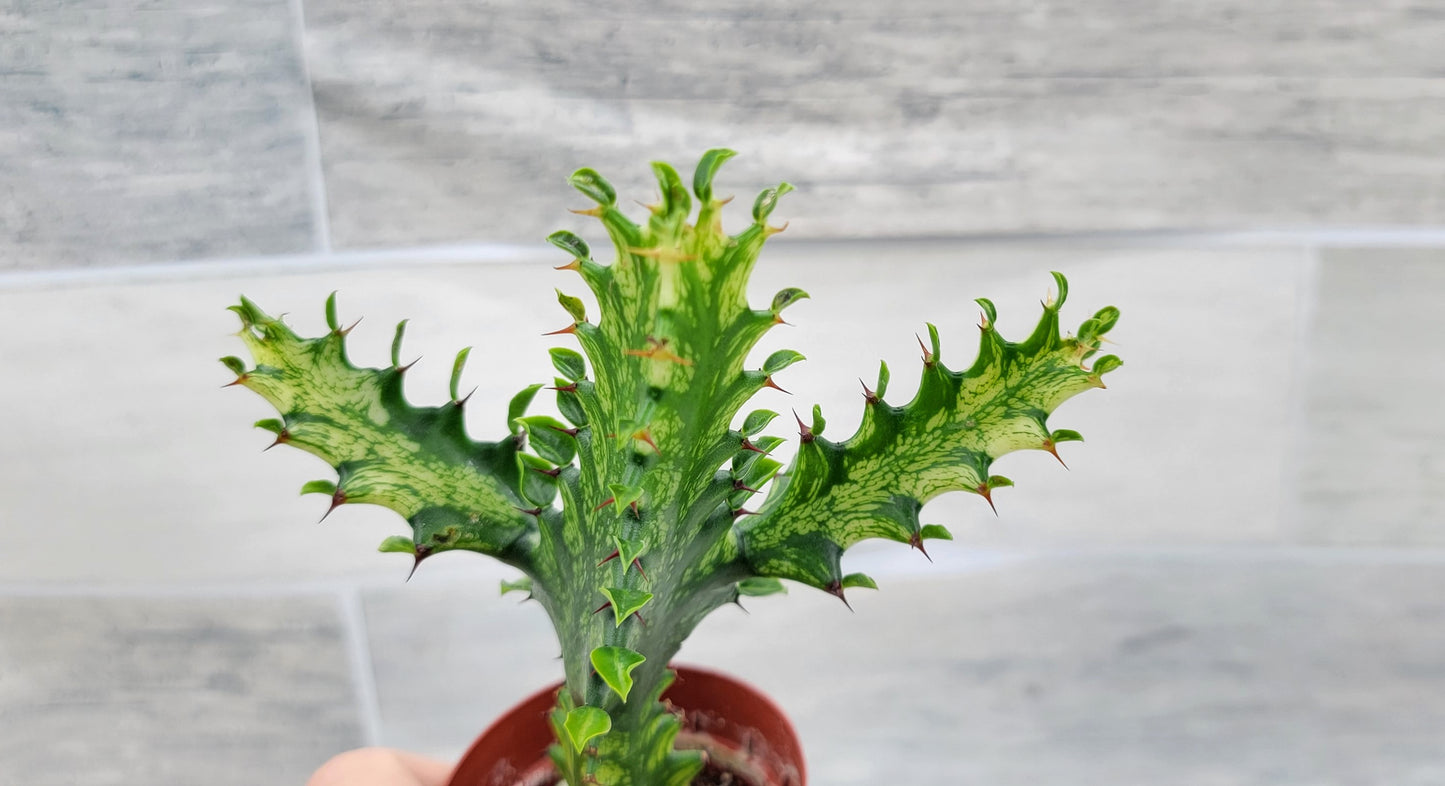 Euphorbia Lactea Yellow Variegated Cristata aka Coral Cactus Live Rare House Plants (All Plants are Fully Rooted Plants!) in 3" Pot by