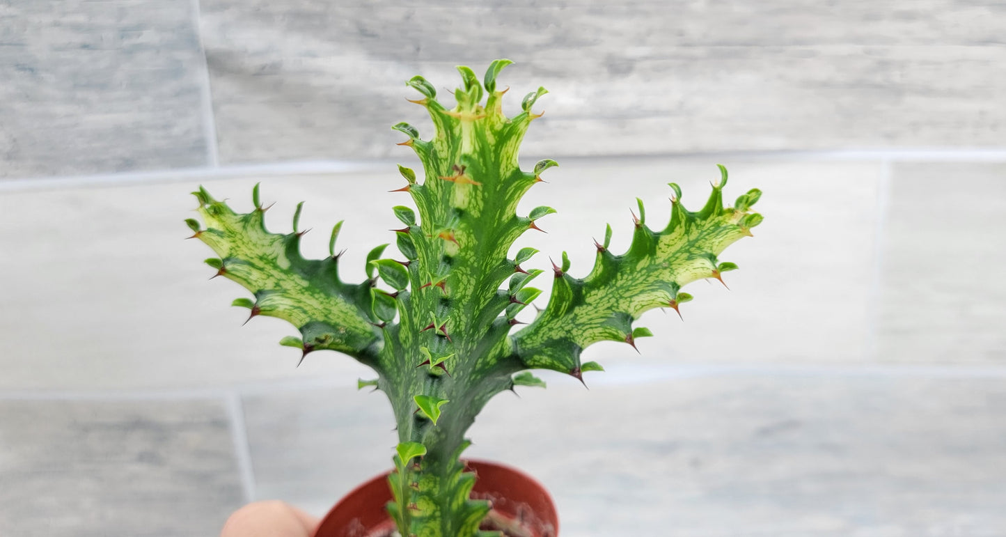 Euphorbia Lactea Yellow Variegated Cristata aka Coral Cactus Live Rare House Plants (All Plants are Fully Rooted Plants!) in 3" Pot by