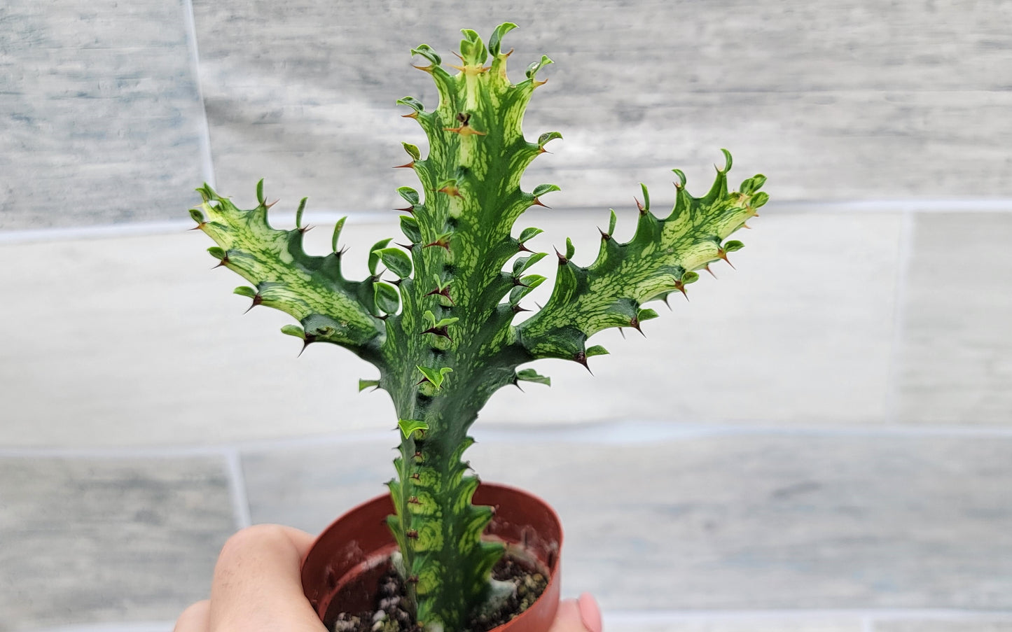 Euphorbia Lactea Yellow Variegated Cristata aka Coral Cactus Live Rare House Plants (All Plants are Fully Rooted Plants!) in 3" Pot by