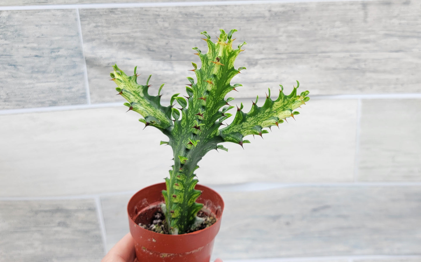 Euphorbia Lactea Yellow Variegated Cristata aka Coral Cactus Live Rare House Plants (All Plants are Fully Rooted Plants!) in 3" Pot by