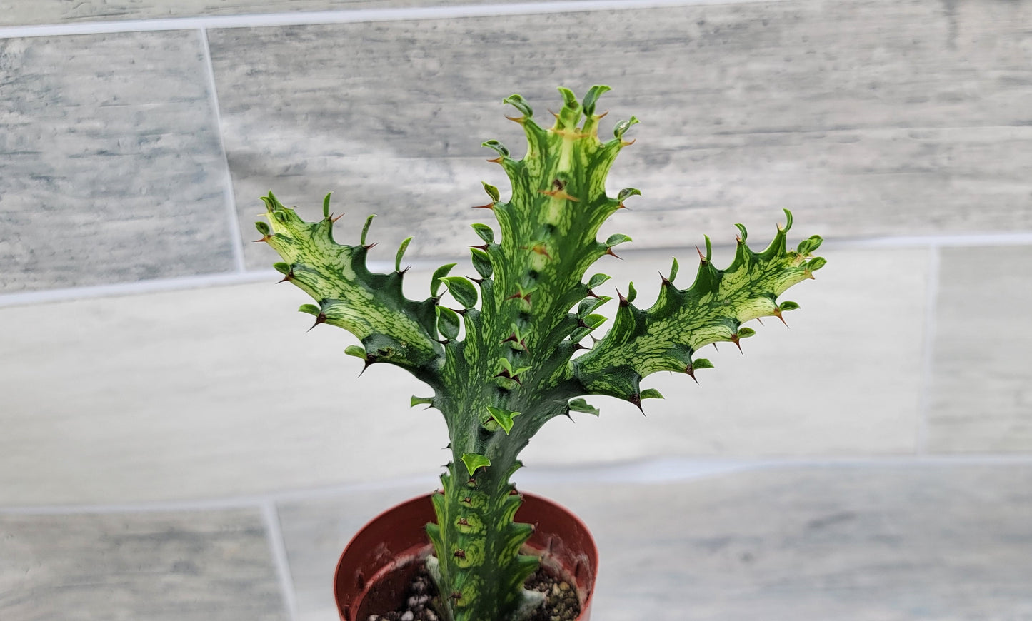 Euphorbia Lactea Yellow Variegated Cristata aka Coral Cactus Live Rare House Plants (All Plants are Fully Rooted Plants!) in 3" Pot by