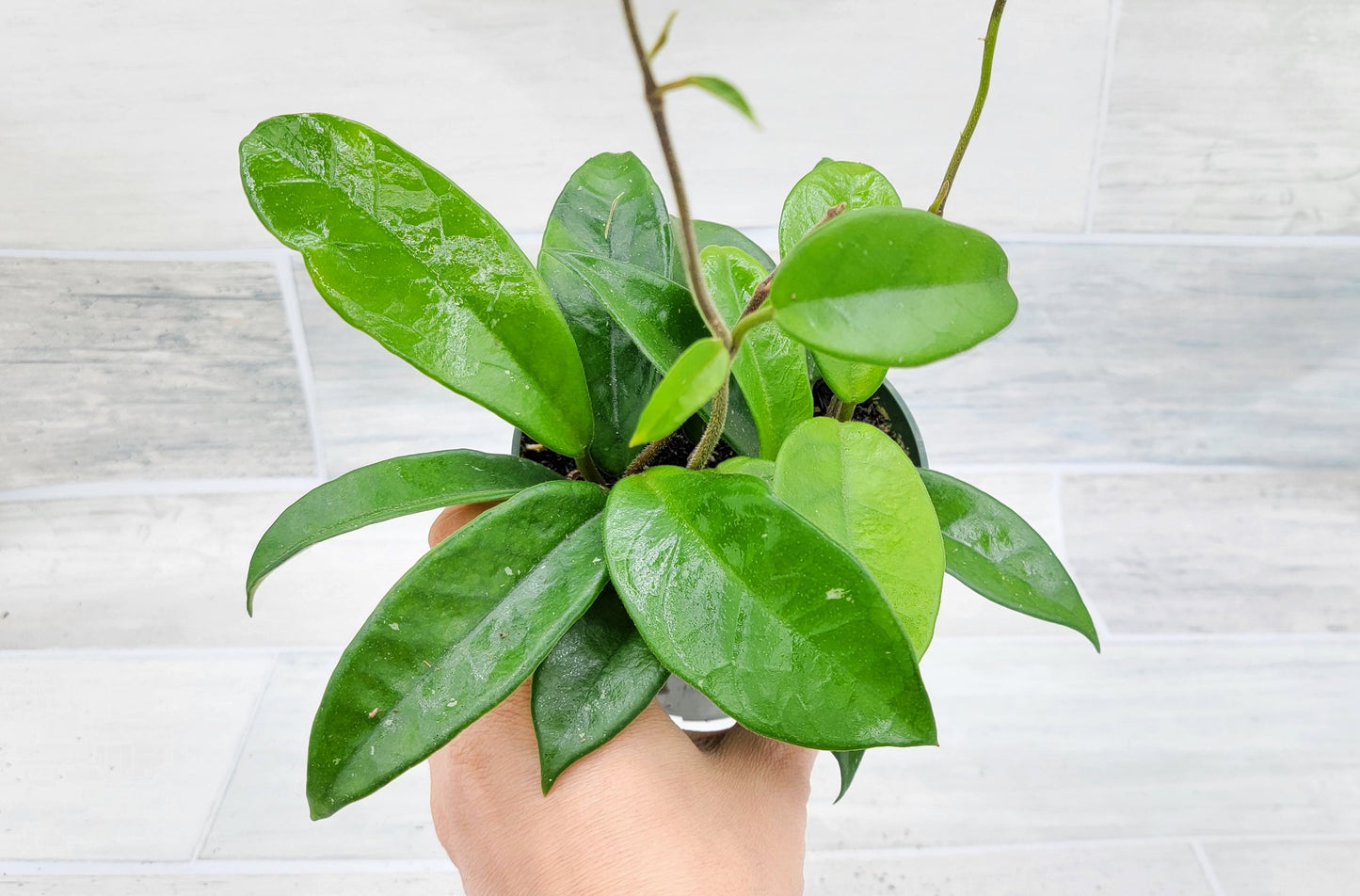 Hoya Carnosa Live Rare Houseplants All Plants are Fully Rooted Plants