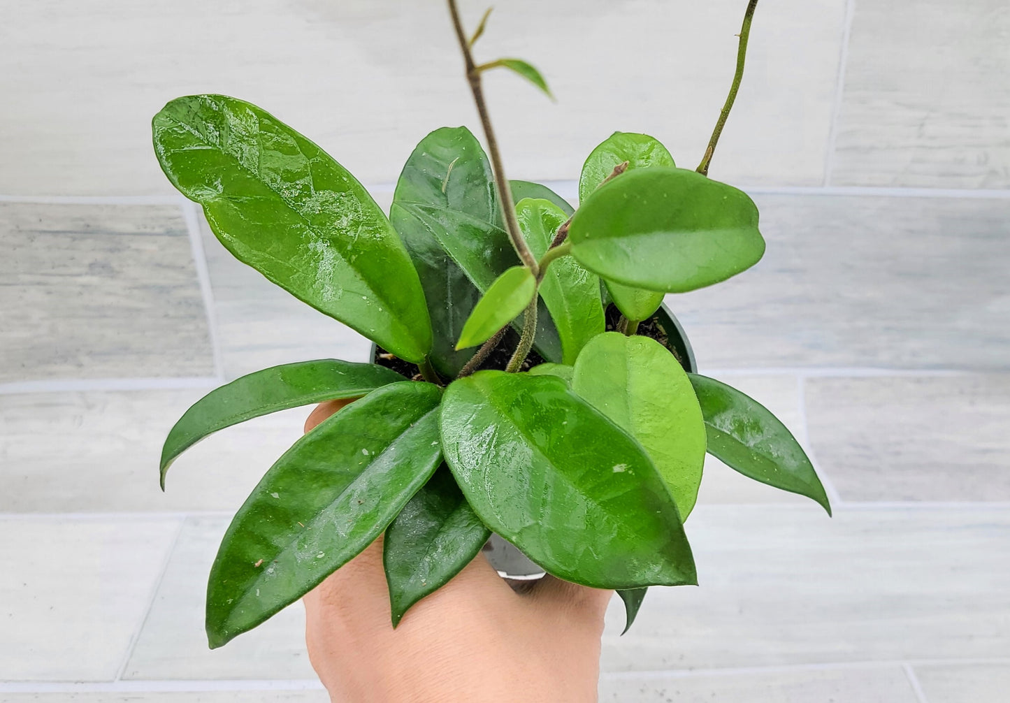 Hoya Carnosa Live Rare Houseplants All Plants are Fully Rooted Plants