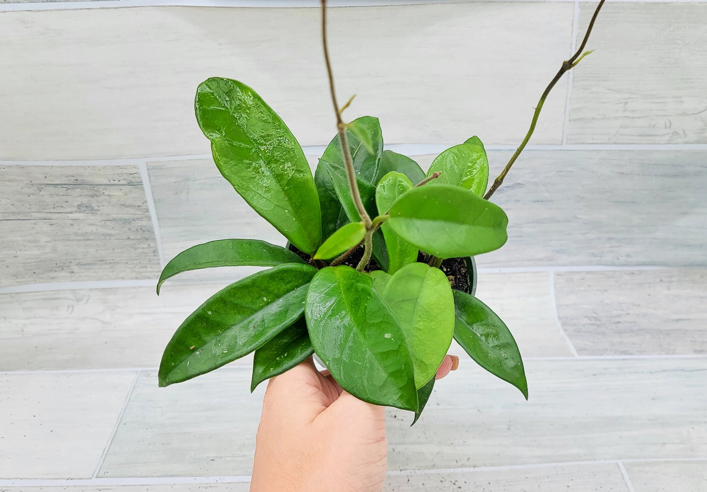 Hoya Carnosa Live Rare Houseplants All Plants are Fully Rooted Plants