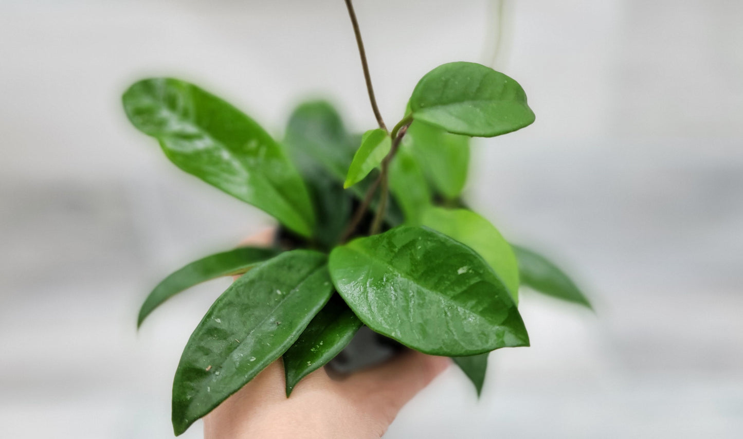 Hoya Carnosa Live Rare Houseplants All Plants are Fully Rooted Plants