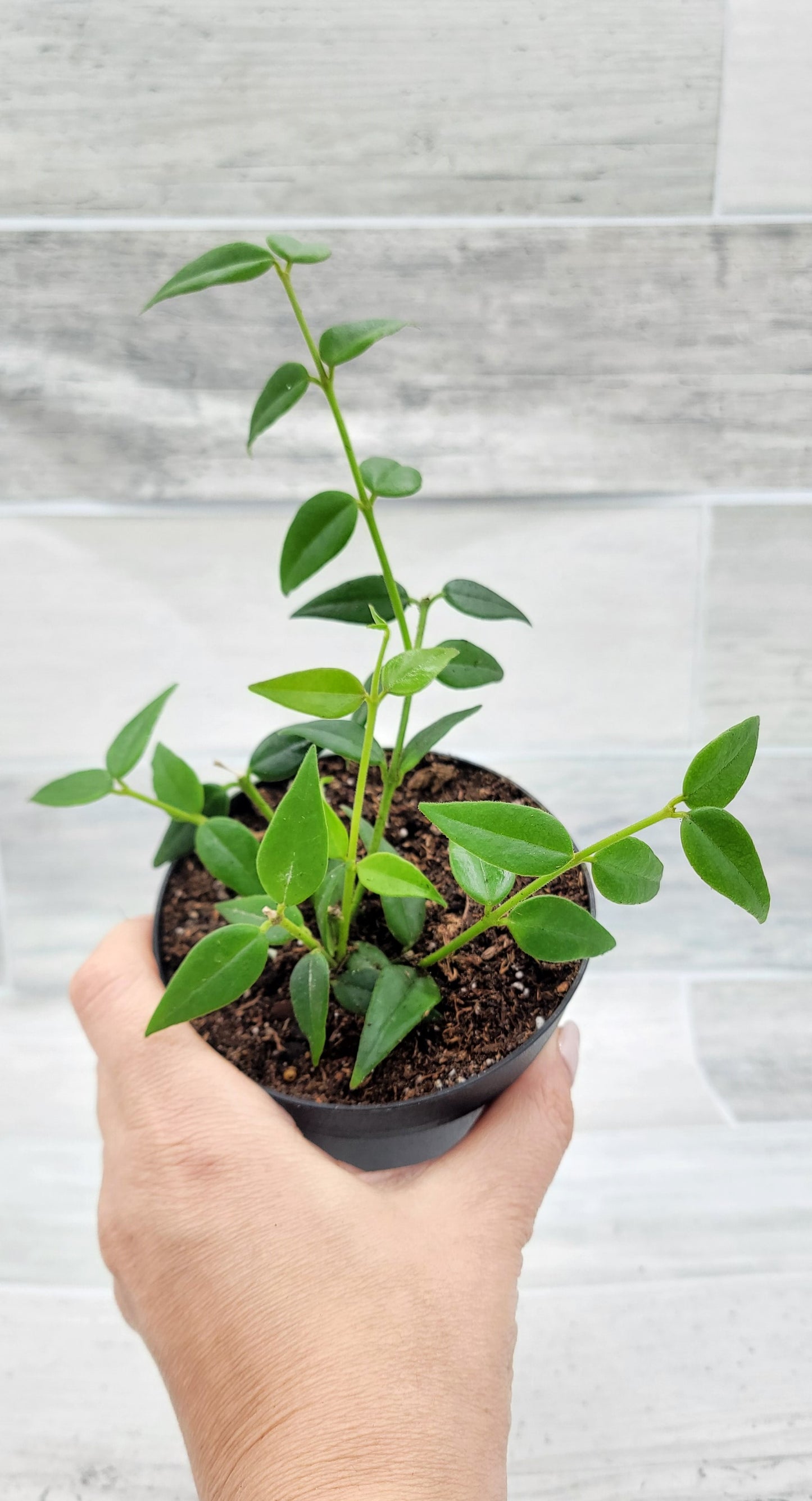 Hoya Bella Live Rare Houseplants All Plants are Fully Rooted Plants