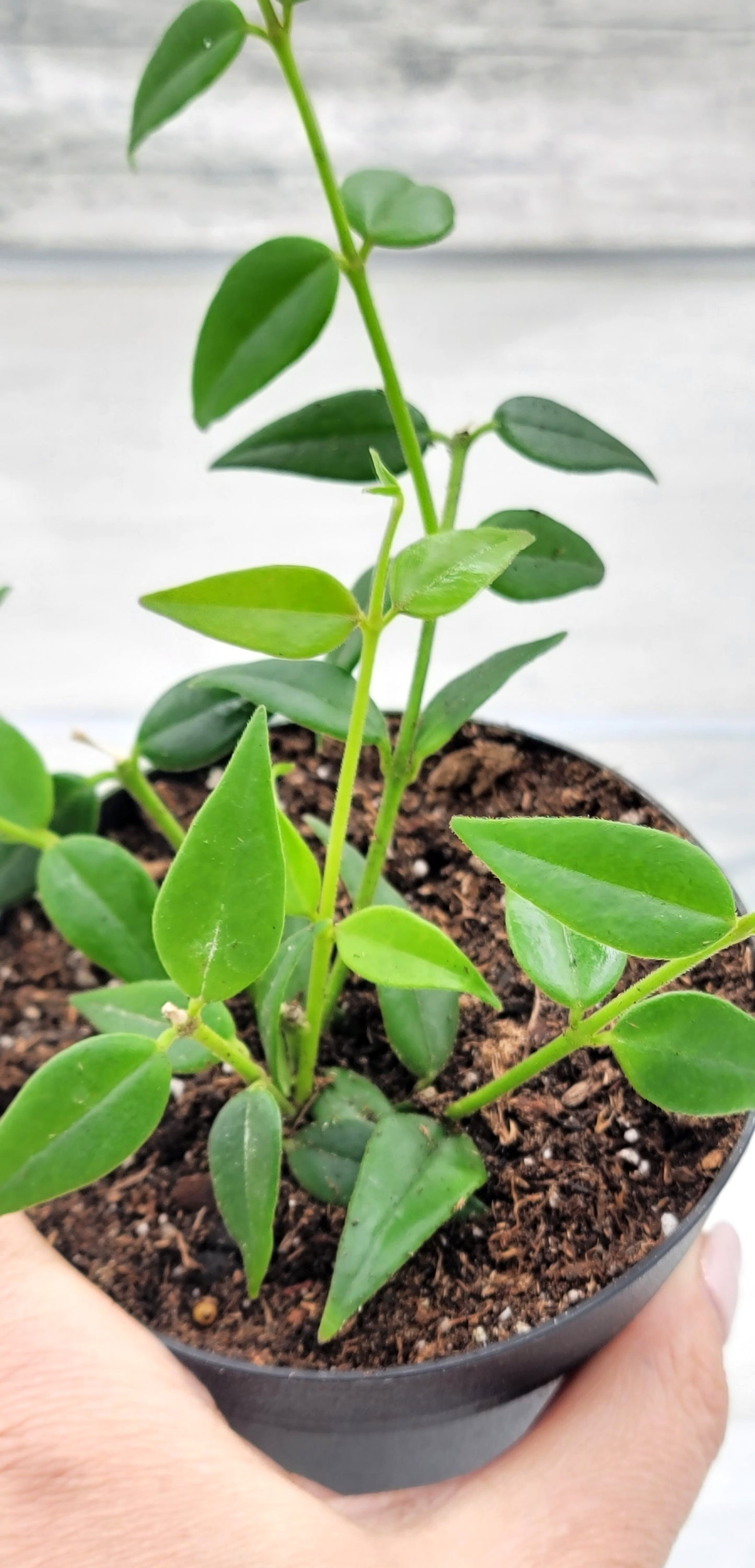 Hoya Bella Live Rare Houseplants All Plants are Fully Rooted Plants