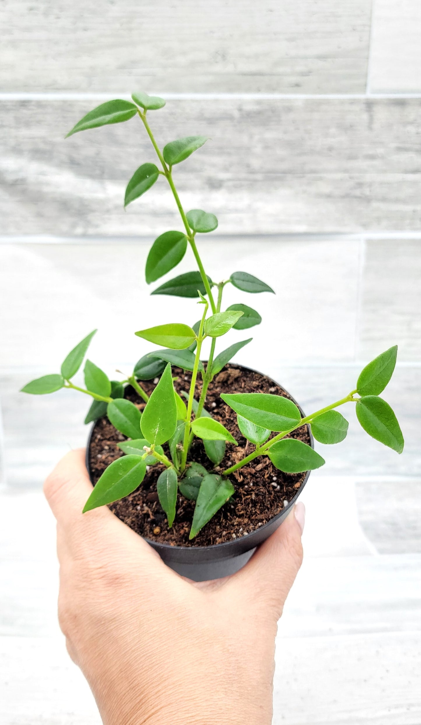 Hoya Bella Live Rare Houseplants All Plants are Fully Rooted Plants