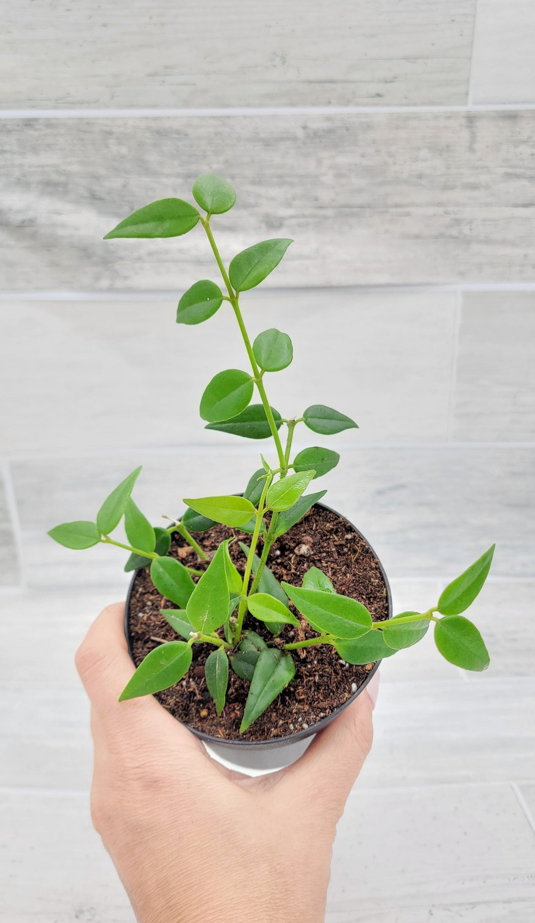 US on sale Seller Hoya Bella Albomarginata rooted plant - Rare House Plants