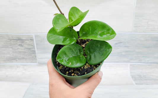 Hoya Chelsea live rare house plants in 4 inch nursery planted pot