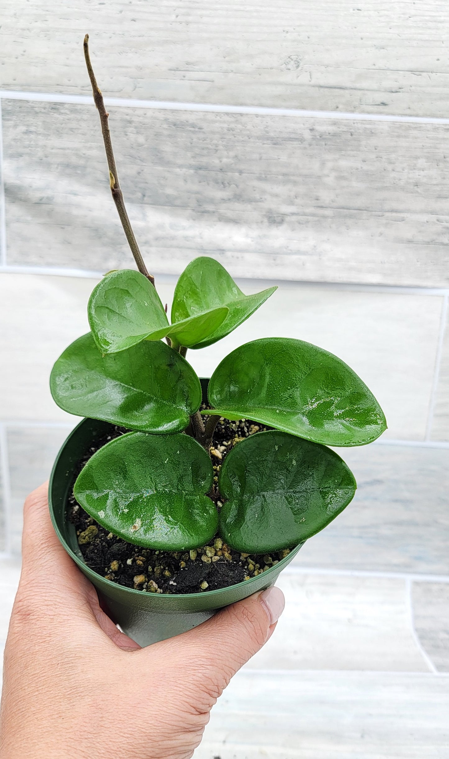 Hoya Chelsea live rare house plants in 4 inch nursery planted pot